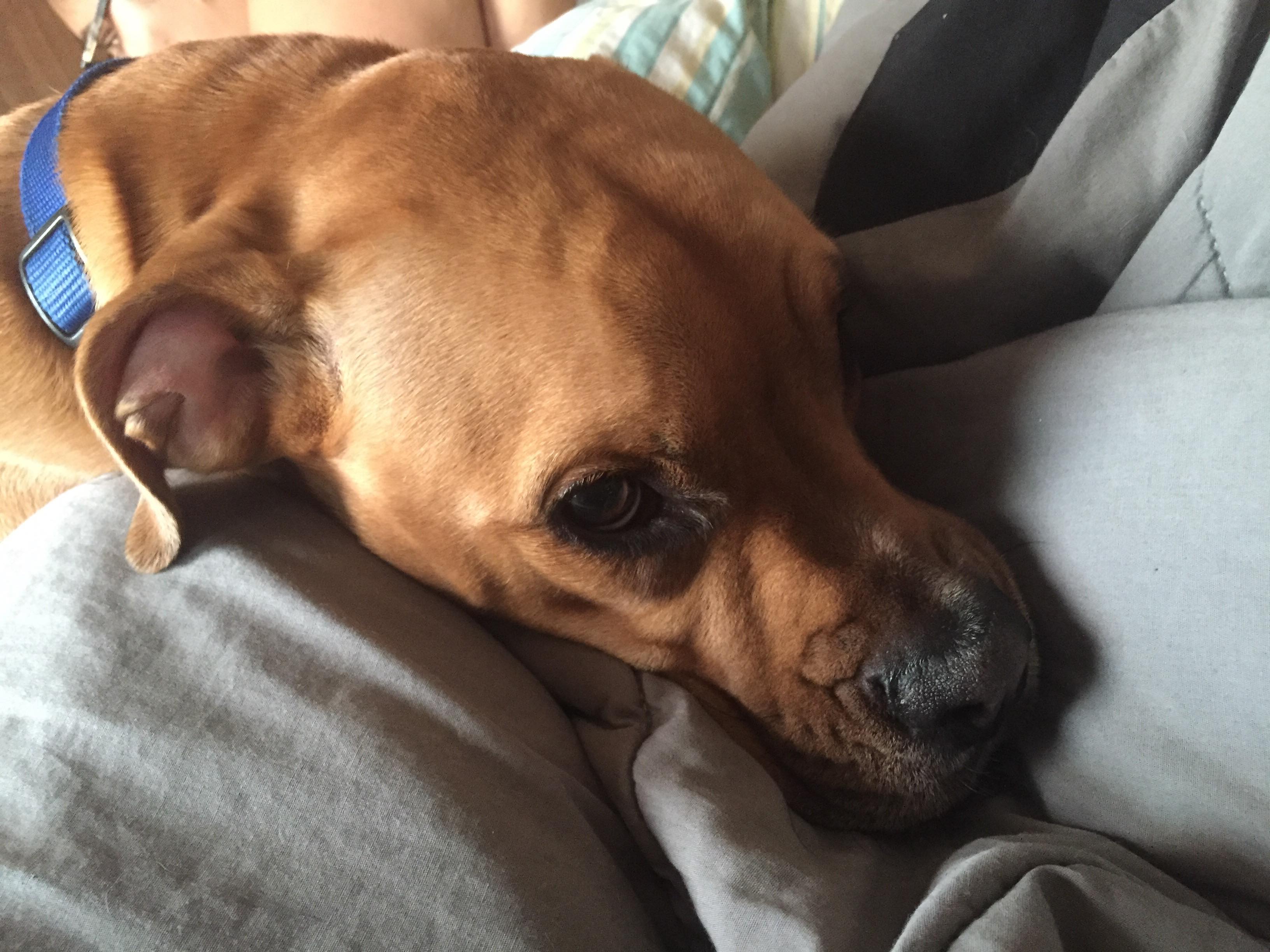 /lostandfound/images/lnfpets/original/25861_38370_42910989_257621244940159_7730585956184489984_n (1).jpg